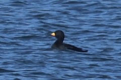 Black Scoter - ML645087052