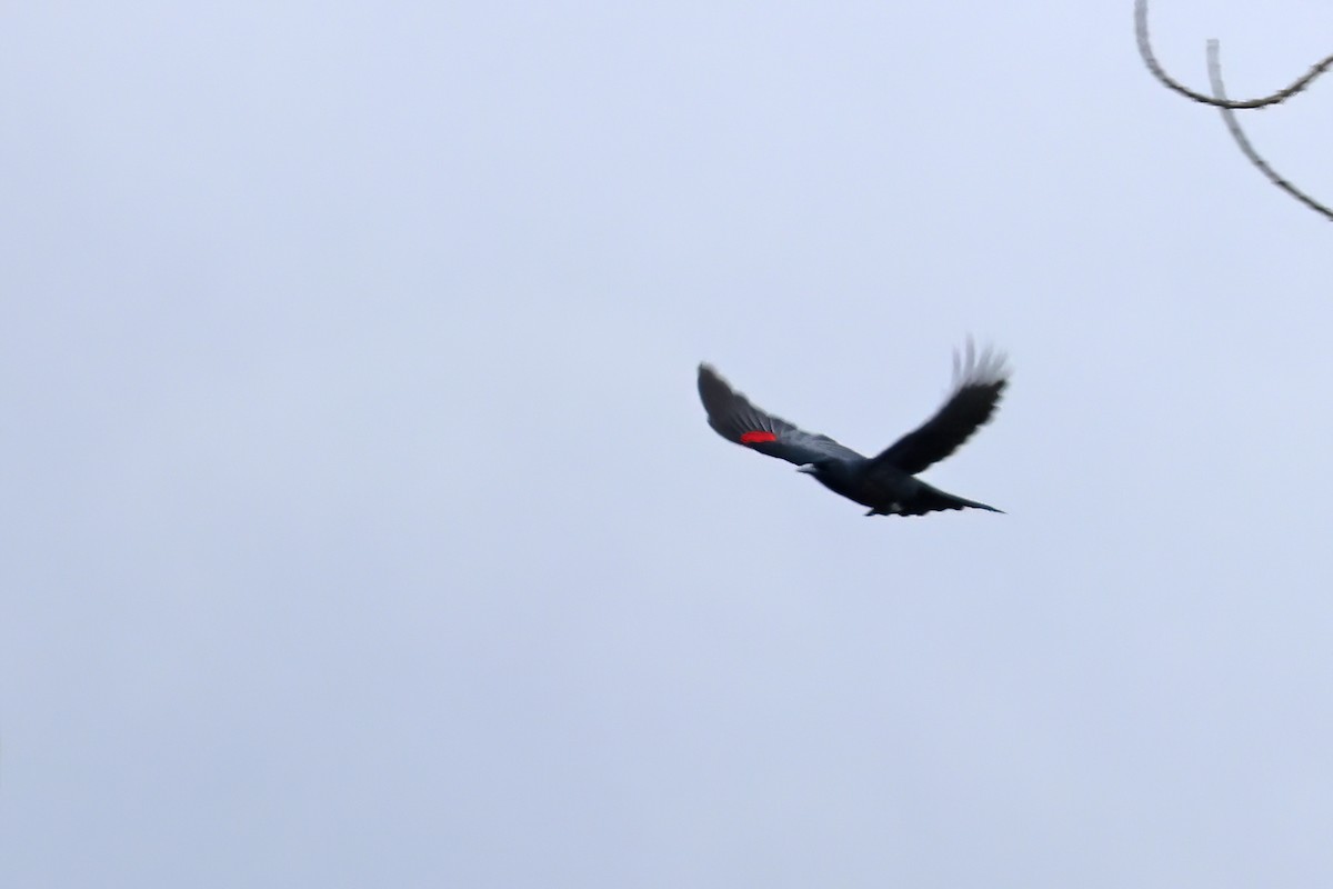 Black-and-crimson Oriole - ML645087053