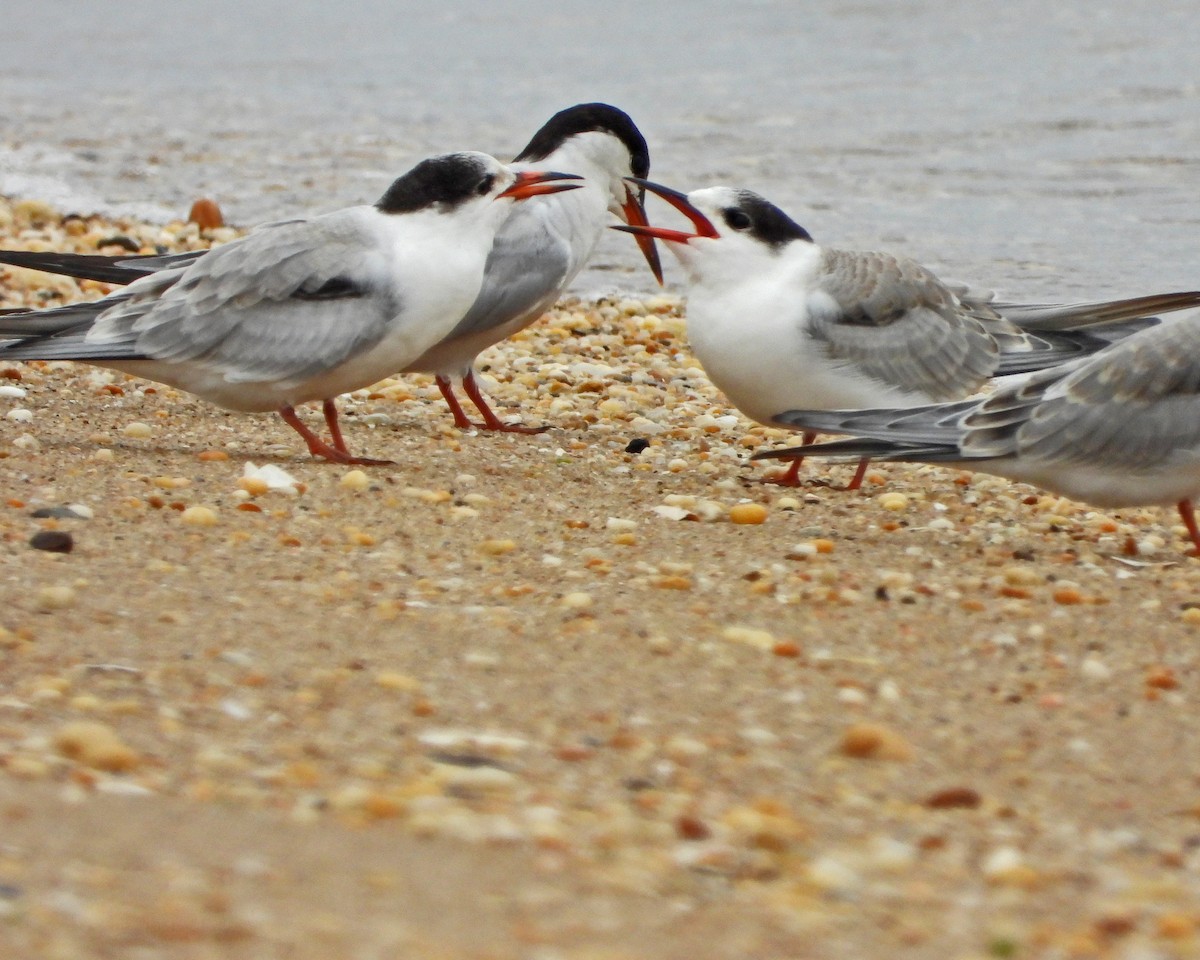 rybák obecný - ML645087057