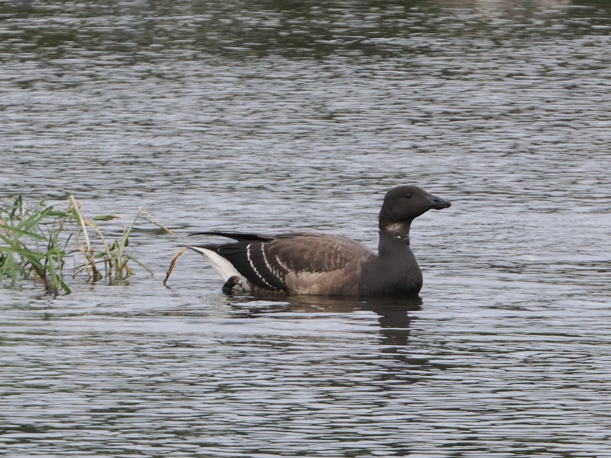 Brant - ML645087058