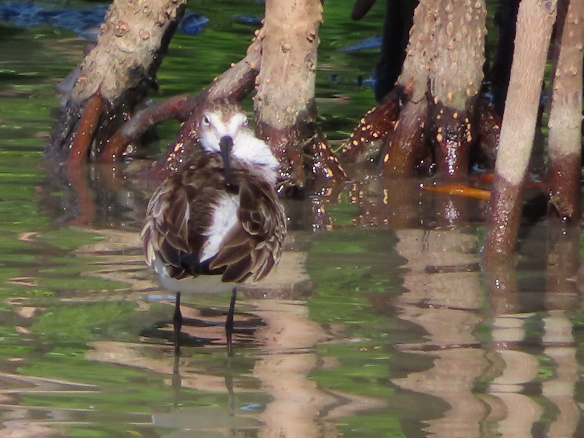 Western Sandpiper - ML645087071