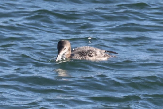 Common Loon - ML645087072