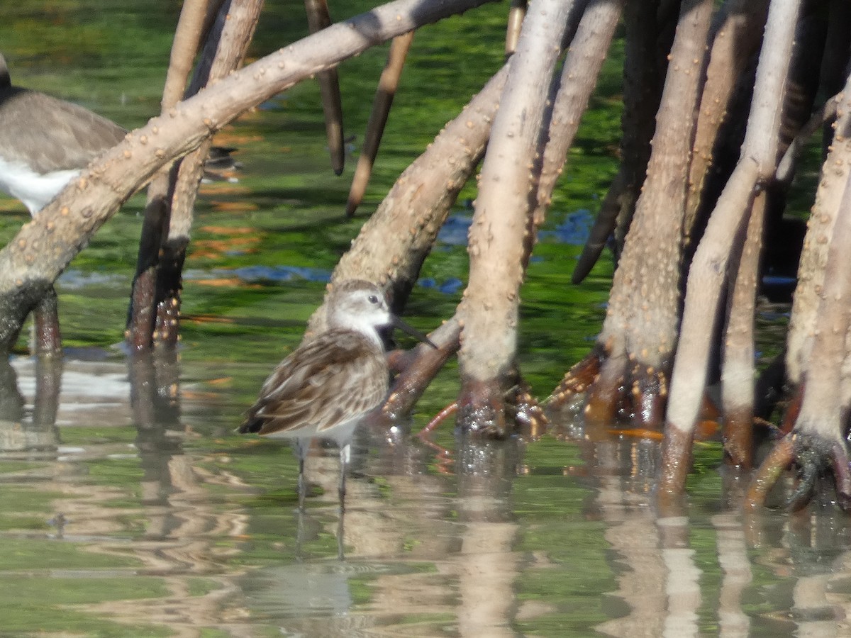 Western Sandpiper - ML645087074