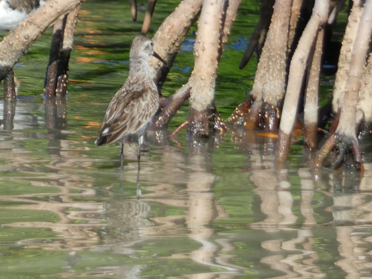 Western Sandpiper - ML645087075