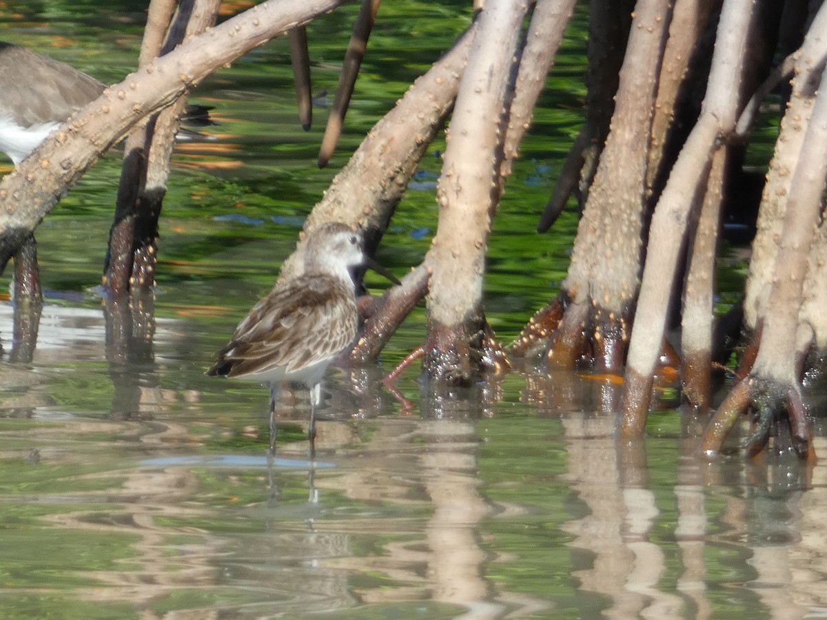 Western Sandpiper - ML645087076