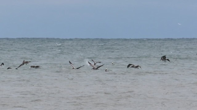 Brown Pelican - ML645087078