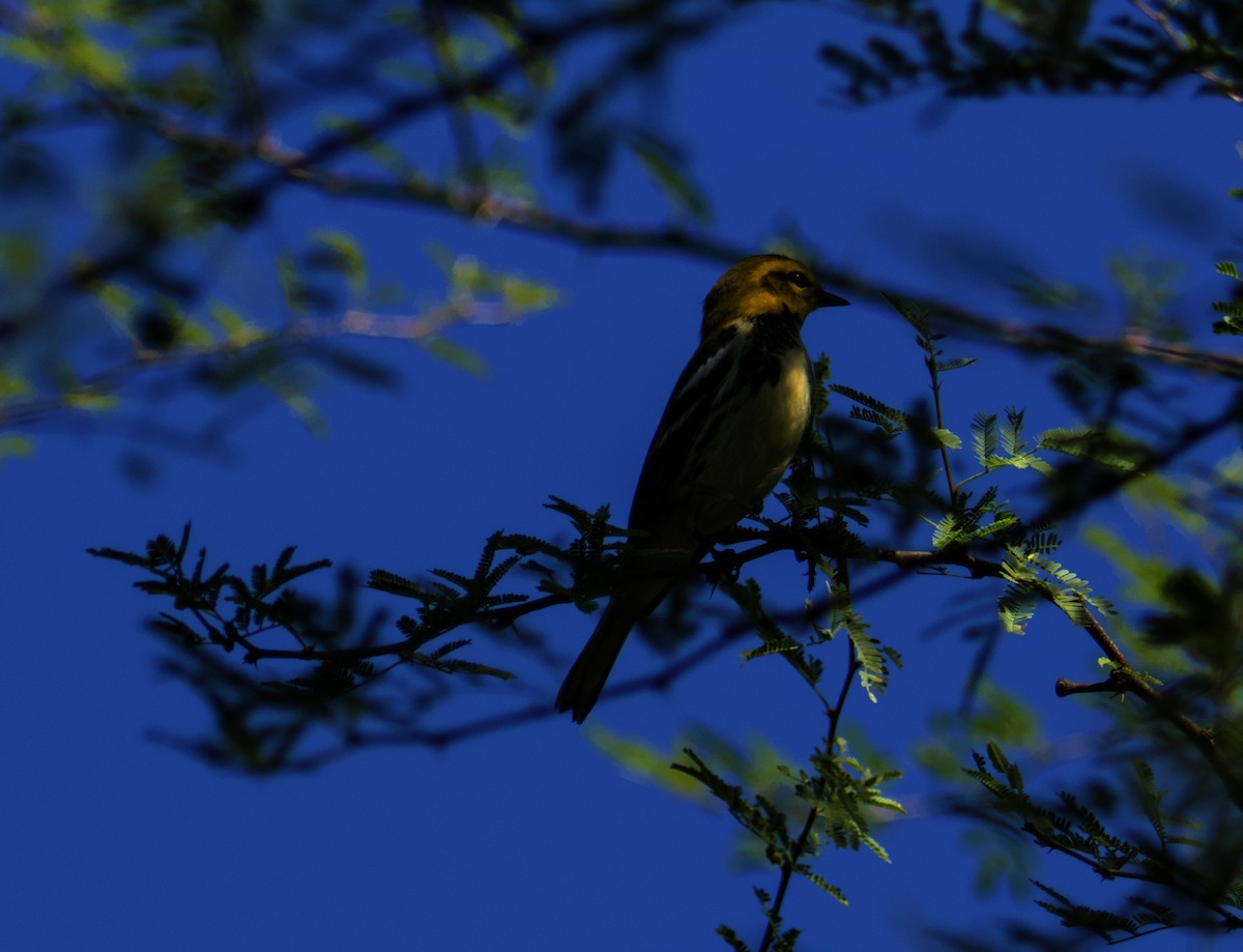 Black-throated Green Warbler - ML645087090
