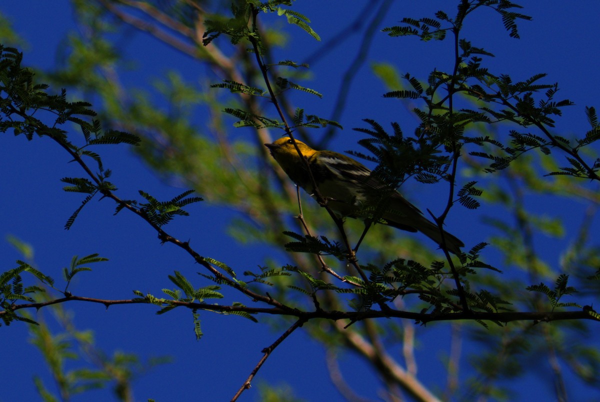 Black-throated Green Warbler - ML645087091