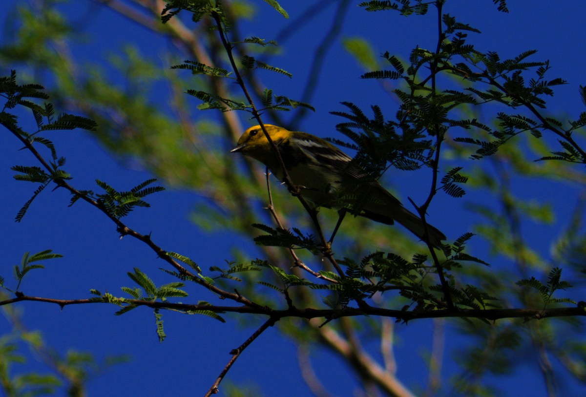 Black-throated Green Warbler - ML645087092