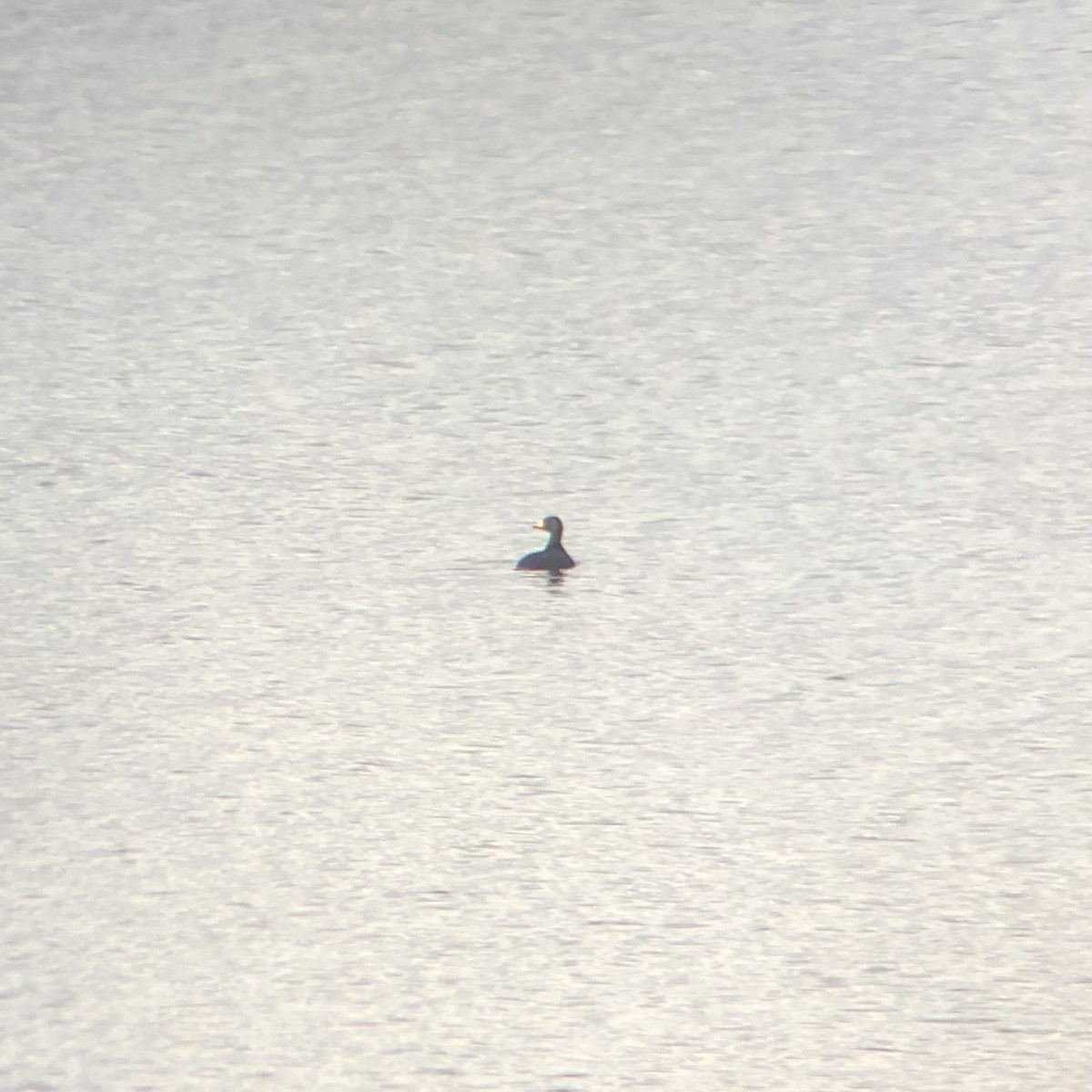 Black Scoter - ML645087094