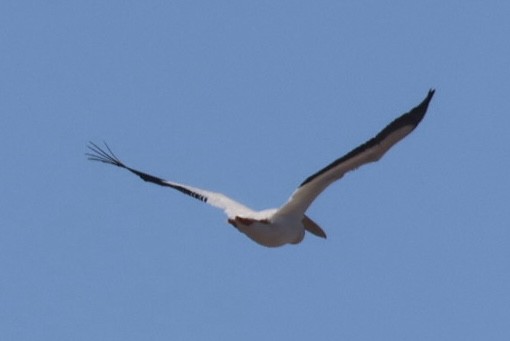 American White Pelican - ML645087095