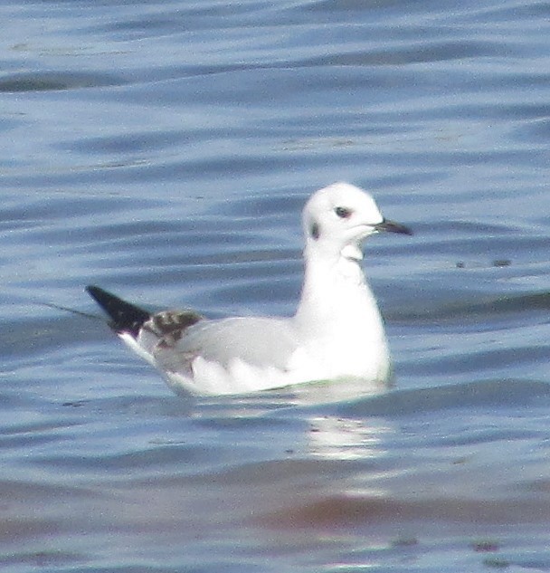 Bonaparte's Gull - ML645087112