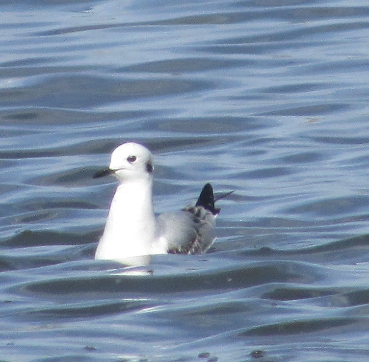 Bonaparte's Gull - ML645087113