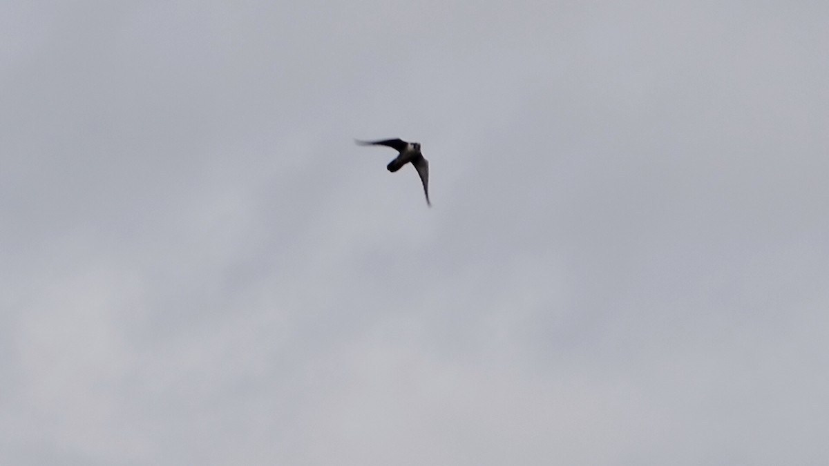 Falco pellegrino - ML645087129