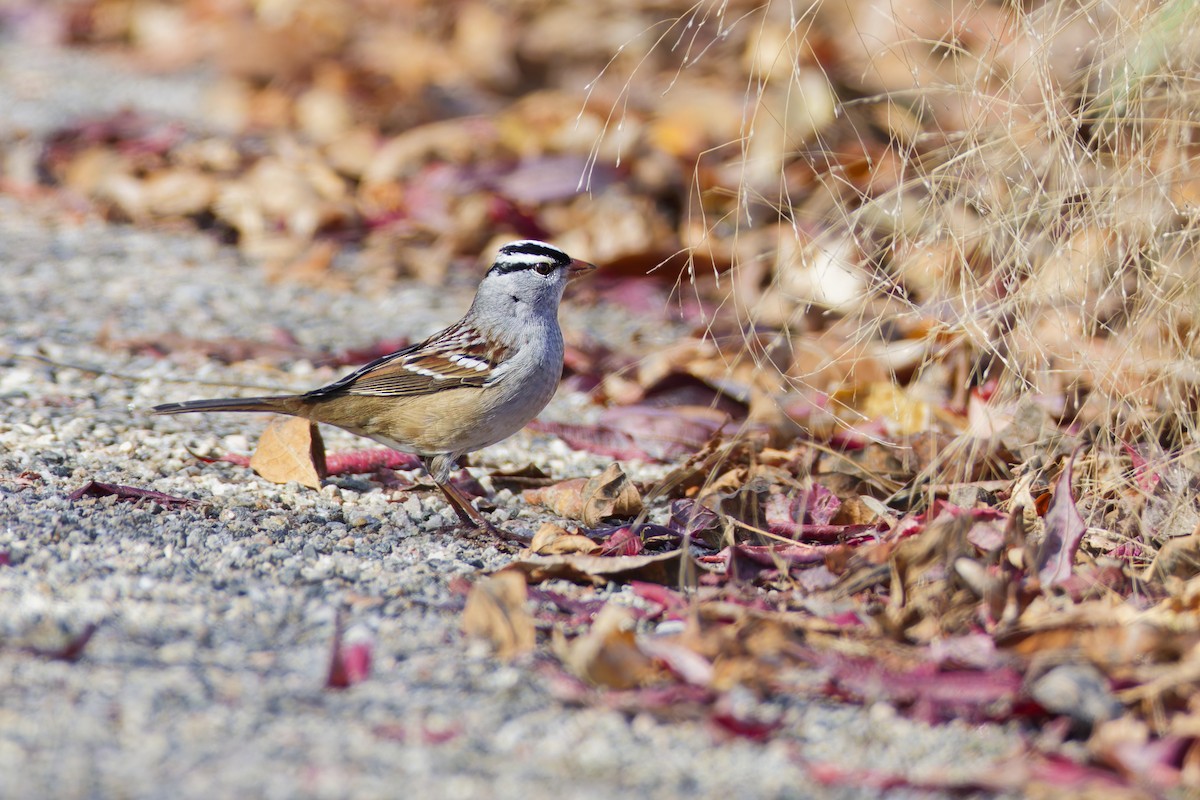 Porsuk Serçesi - ML645087133