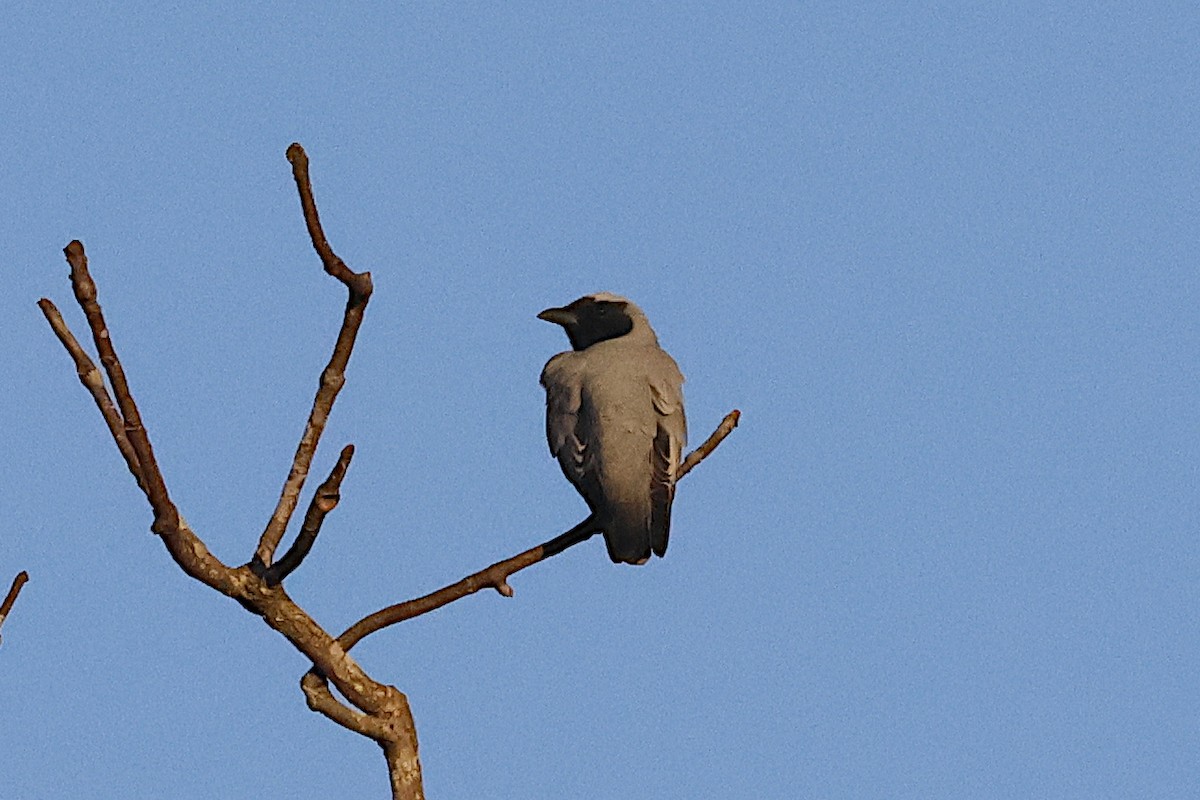 Black-faced Cuckooshrike - ML645087135