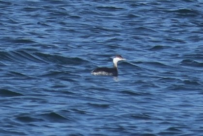Horned Grebe - ML645087136