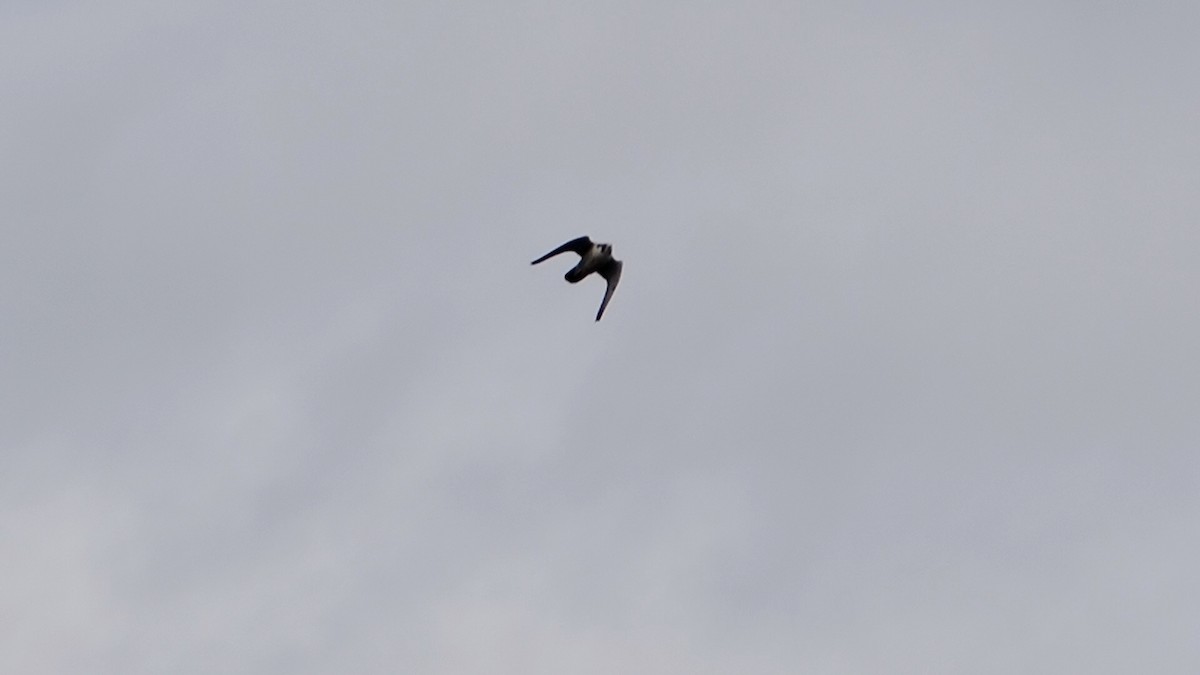 Falco pellegrino - ML645087139