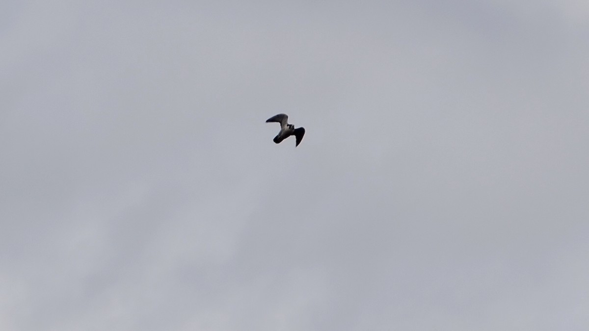 Falco pellegrino - ML645087141