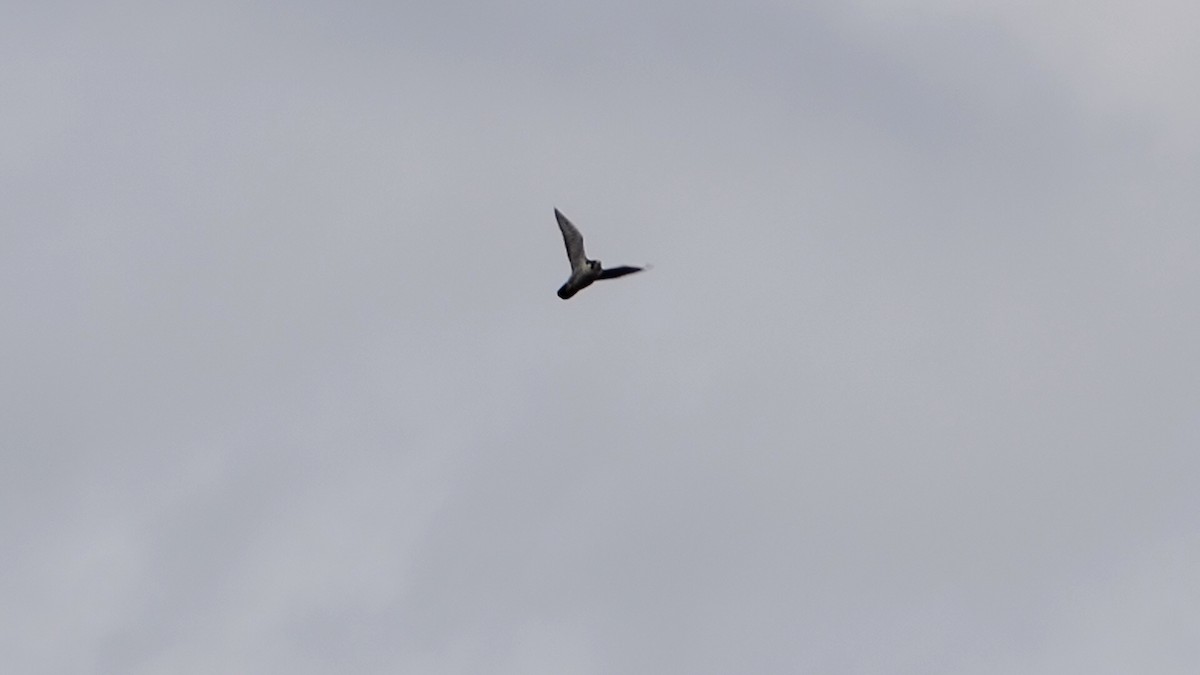 Falco pellegrino - ML645087147