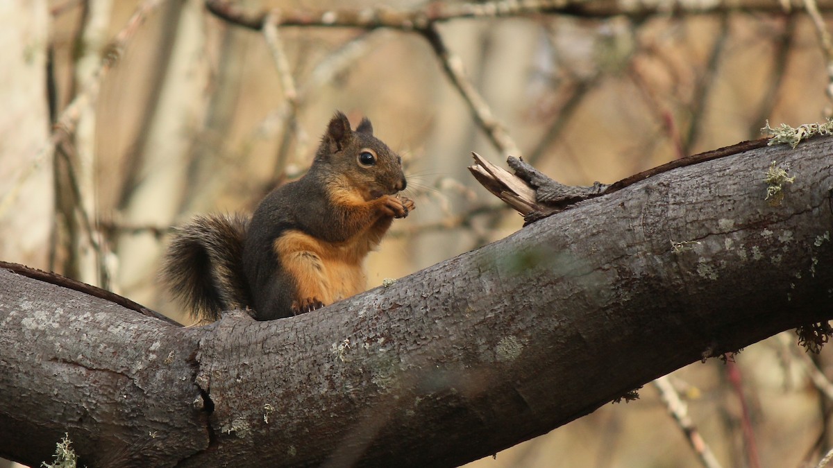道格拉斯松鼠 - ML645087149