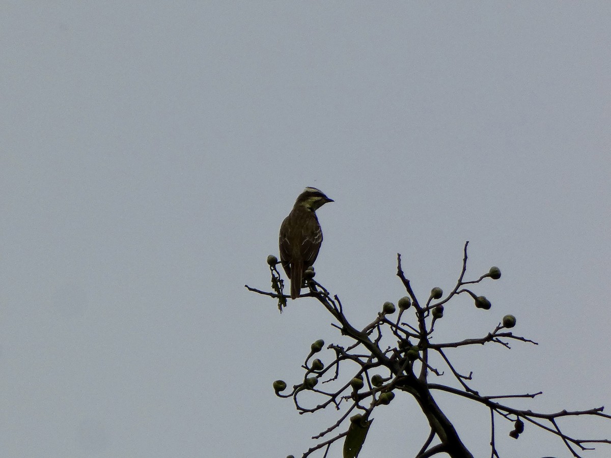 Piratic Flycatcher - ML645087155