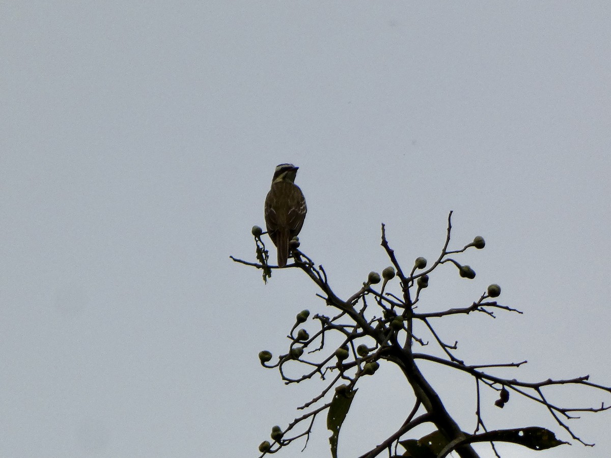 Piratic Flycatcher - ML645087156