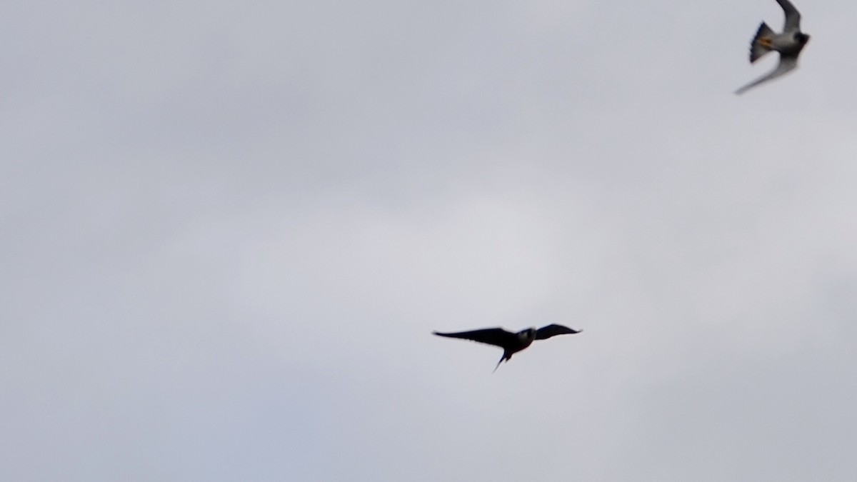 בז נודד - ML645087157