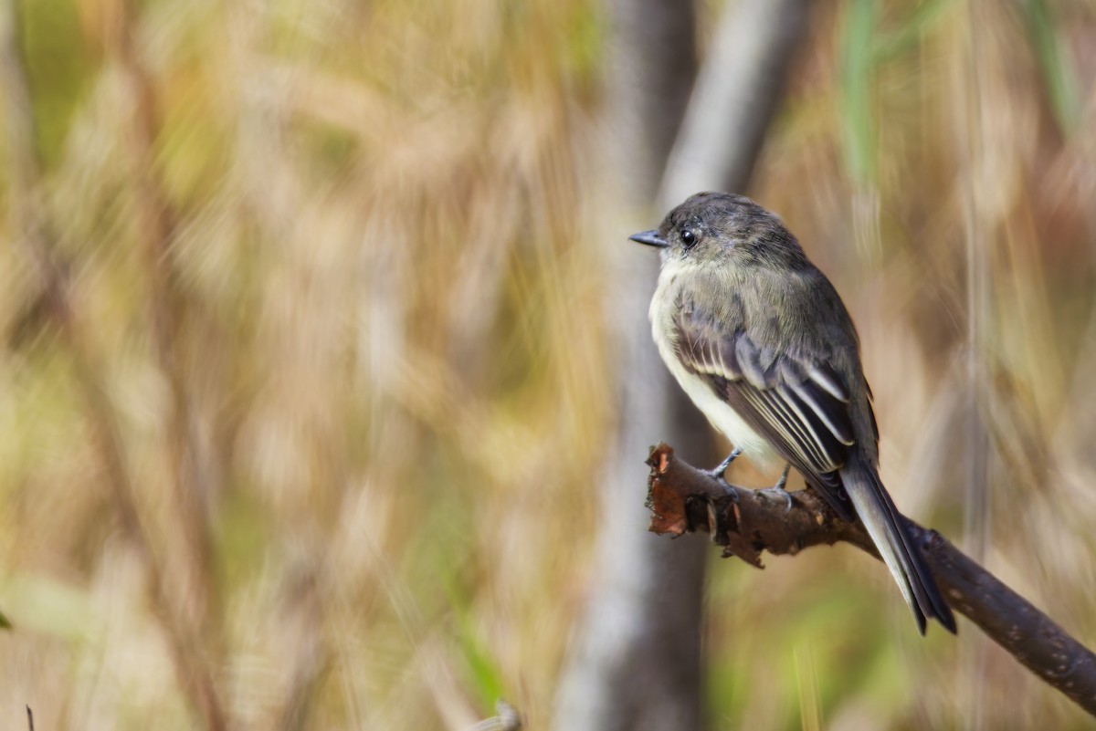 Eastern Phoebe - ML645087161