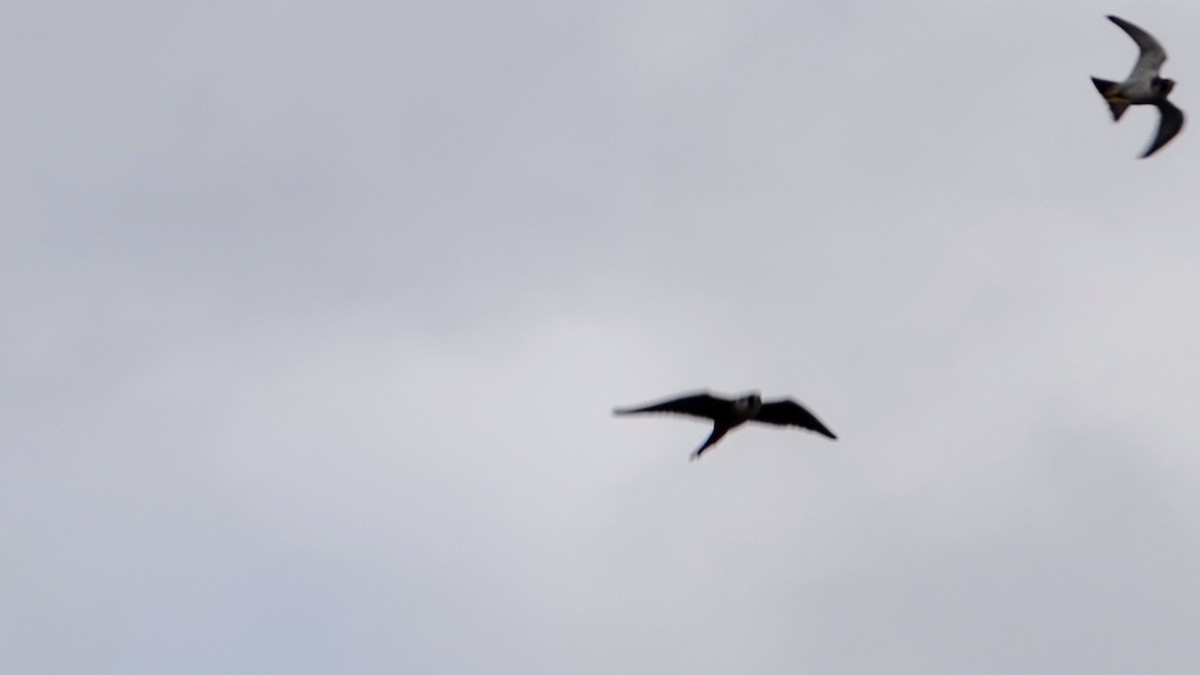 בז נודד - ML645087164