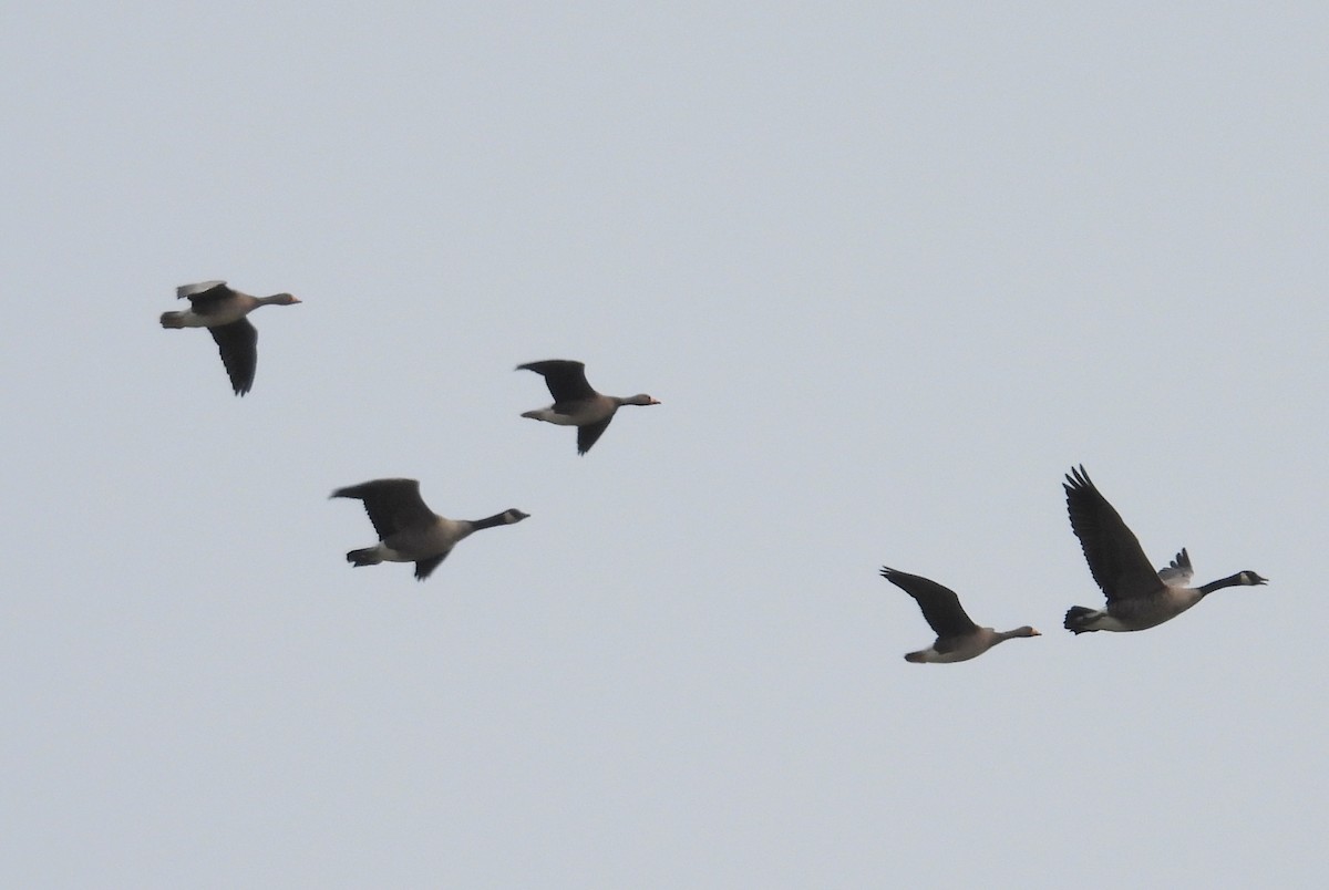 Greater White-fronted Goose - ML645087166