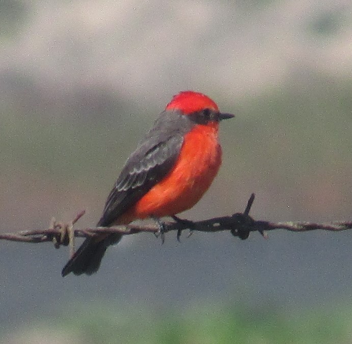 Vermilion Flycatcher - ML645087167