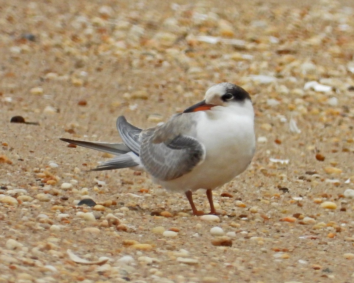 rybák obecný - ML645087184