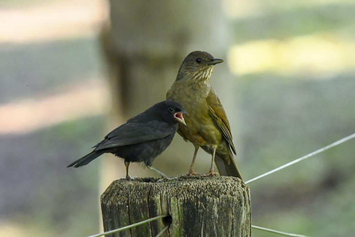 Pale-breasted Thrush - ML645087190