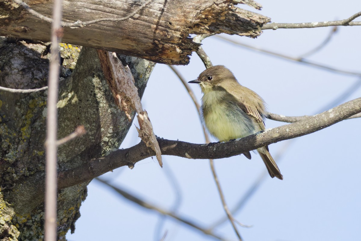 Eastern Phoebe - ML645087191