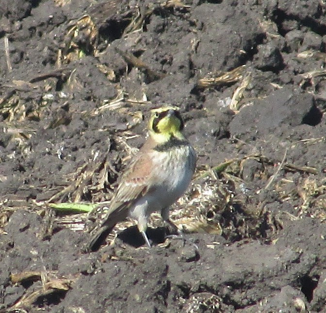 Horned Lark - ML645087192