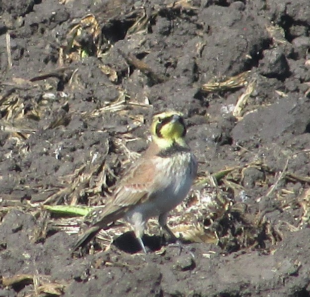 Horned Lark - ML645087193
