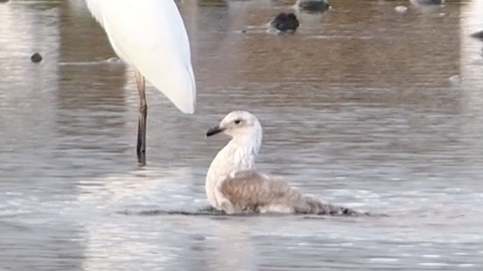 黑嘴鷗 - ML645087200