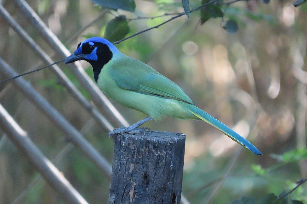 Green Jay - ML645087204
