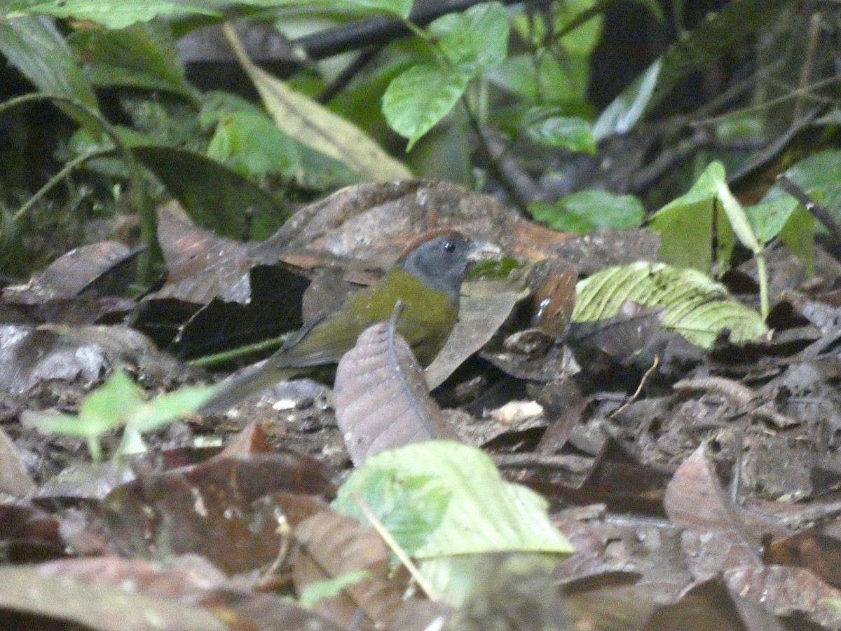 kastanjekronespurv - ML645087231