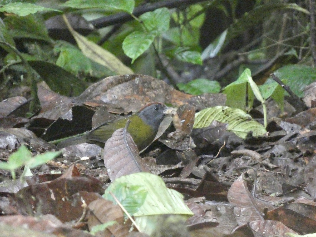 kastanjekronespurv - ML645087232