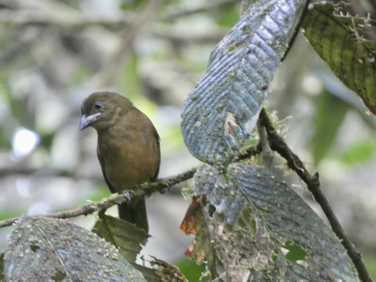Ochre-breasted Tanager - ML645087249