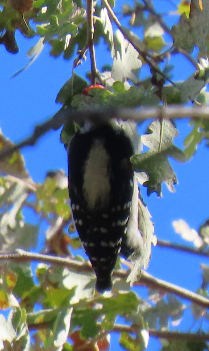 Downy Woodpecker - ML645087252