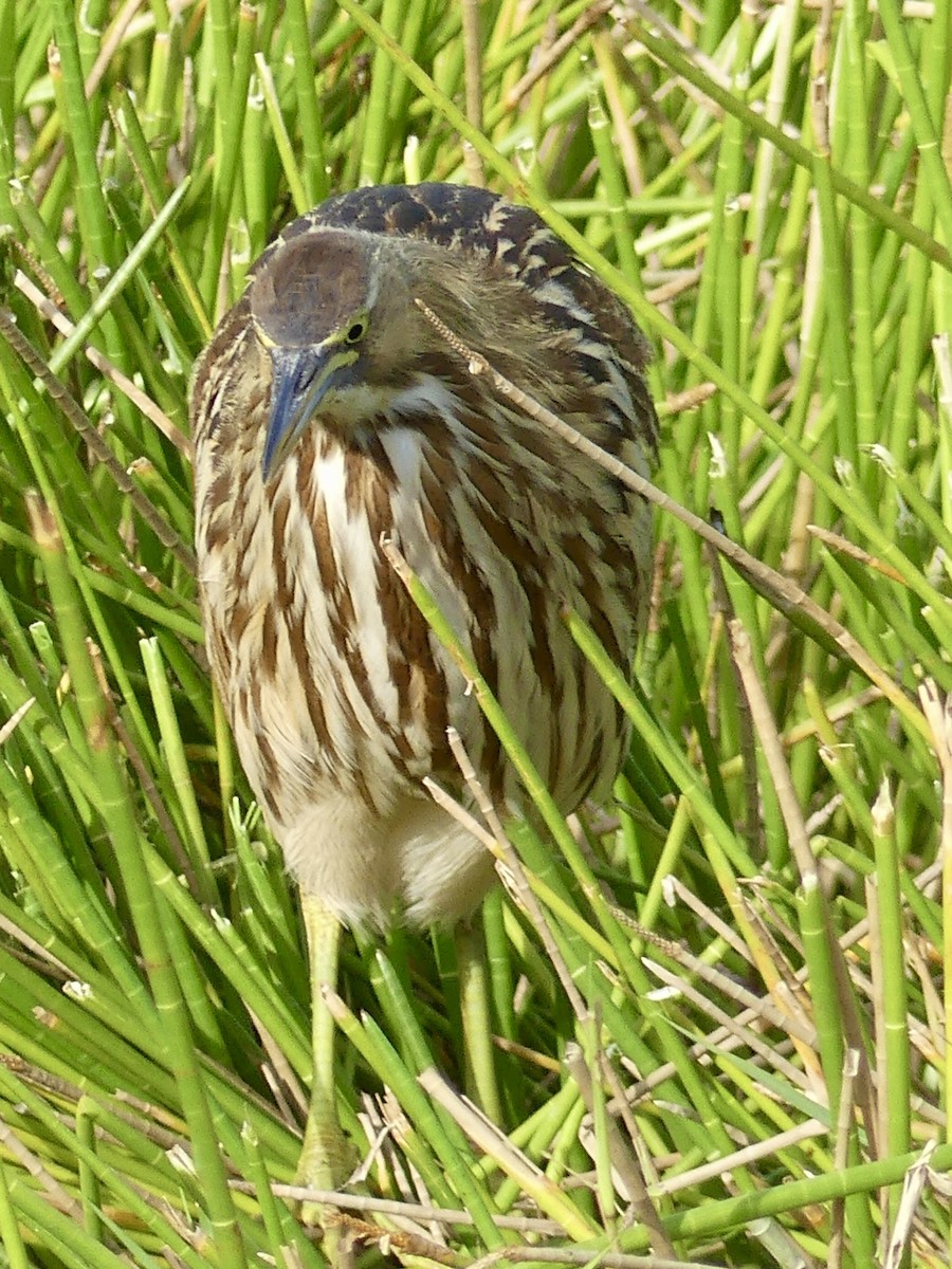 Amerika Balabanı - ML645087258