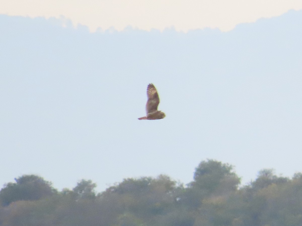 Short-eared Owl - ML645087262