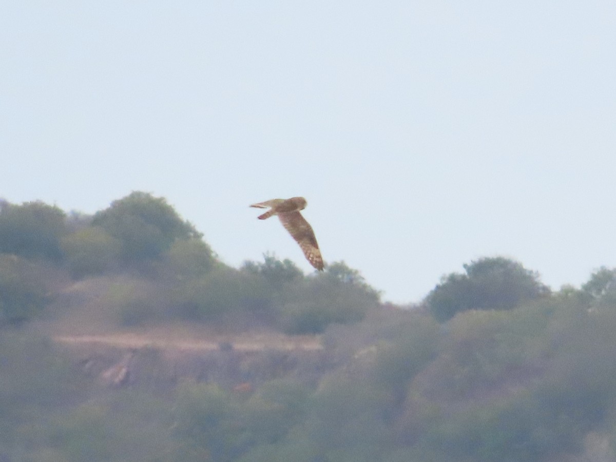 Short-eared Owl - ML645087263