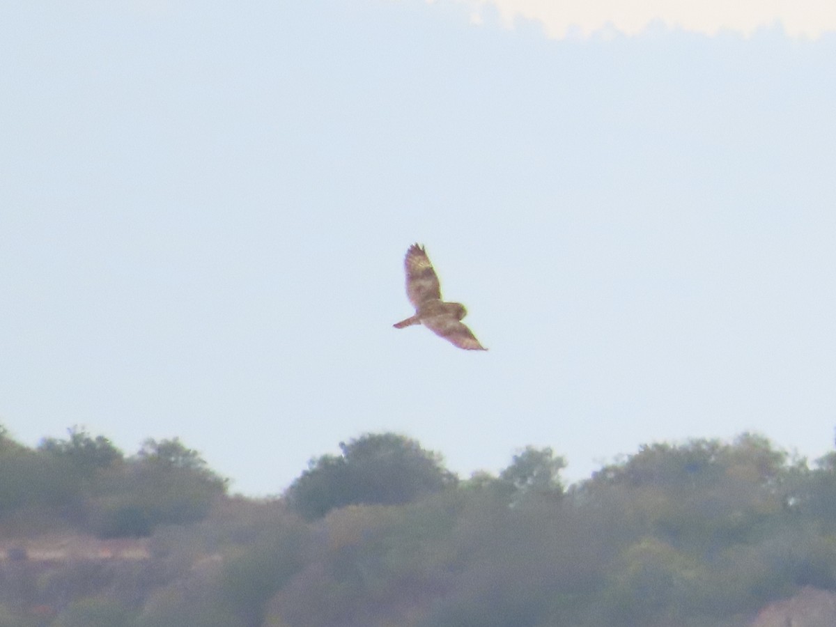 Short-eared Owl - ML645087264