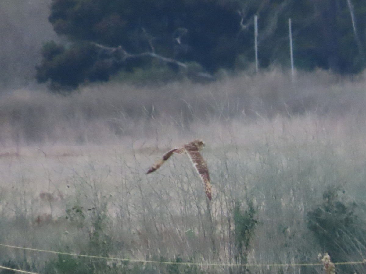 Short-eared Owl - ML645087265