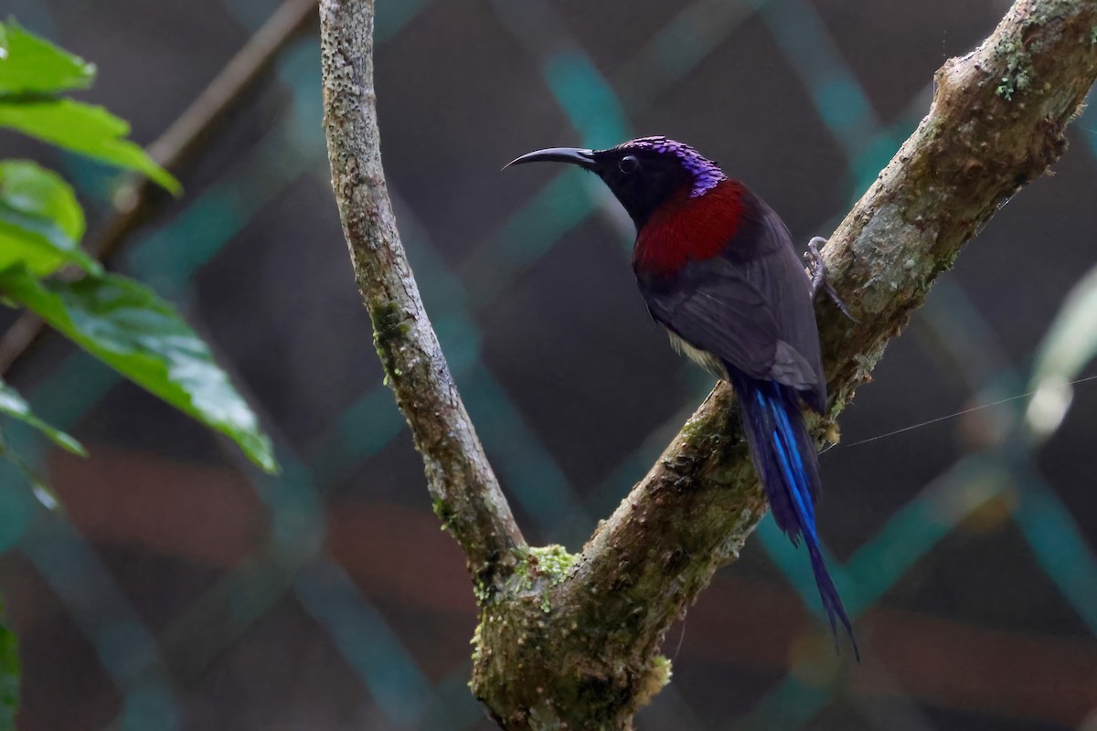 Black-throated Sunbird - ML645087268