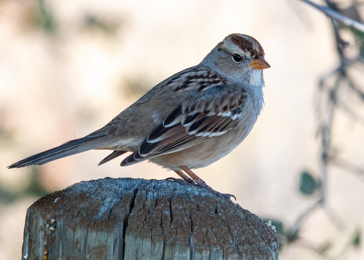 Porsuk Serçesi - ML645087272